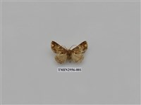 藏品(夜蛾326)的圖片